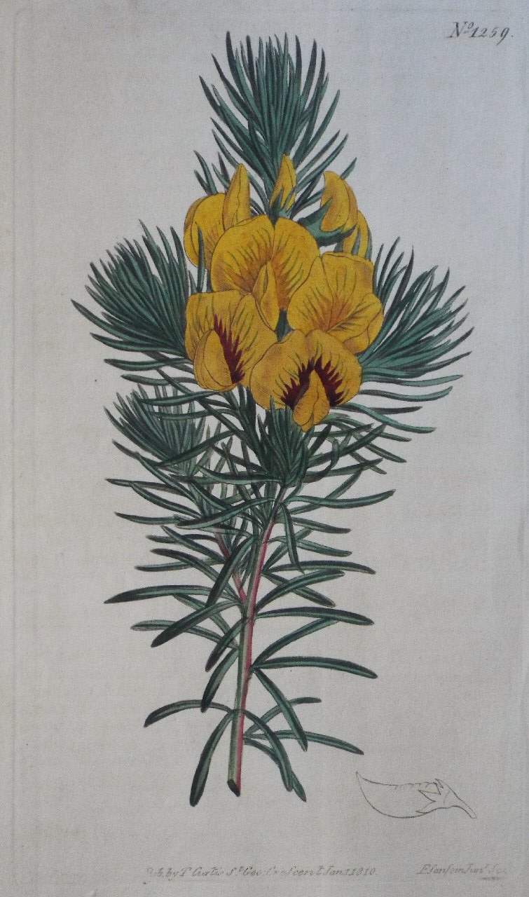 Print - No. 1259 (Ibbetsonia Genistoides. Spotted-flowered Ibbetsonia.) - Sansom
